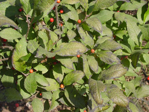Winterberry foliage